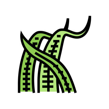 cryptocoryne balansae color icon vector. cryptocoryne balansae sign. isolated symbol illustration