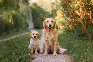 a small puppy dog golden retriever labrador sits in summer in a field an adult dog golden retriever...