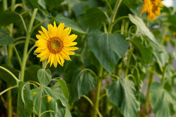 Yellow sunflower flower in nature, natural horizontal photography