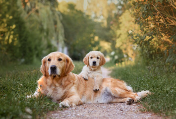 a small puppy dog golden retriever labrador sits in summer in a field an adult dog golden retriever...