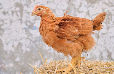 red young chicken poultry standing straw bale in front white concrete background