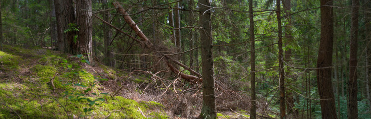 Trees in a forest landscape