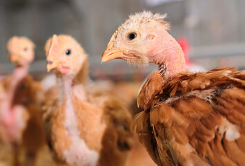 portrait red bare naked neck pullet Chicken poultry factory production farm 