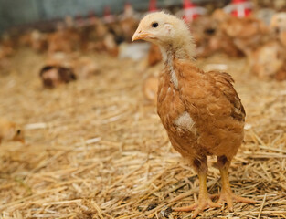 portrait young pullet Chicken poultry straw bedding farm factory lookin camera