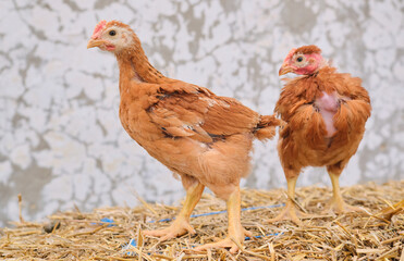 two red chickens poultry hen standing straw bale front white concrete background