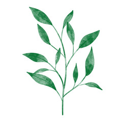 leaf in watercolor
