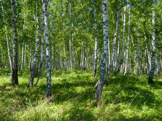 Birches in a green forest. A sunny day. Summer landscape