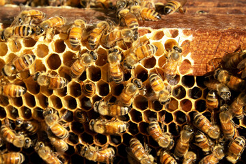 Close up view of the working bees on honeycells.