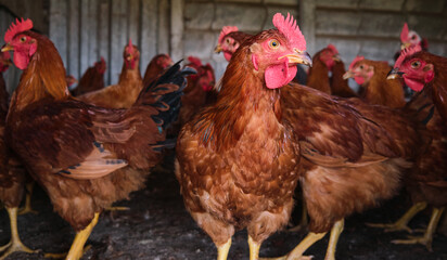 Many Cockerel Red comb roosters chickens The Poultry backyard hen house