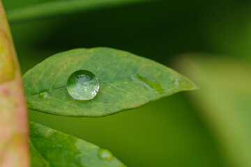 水滴が葉っぱの上にある