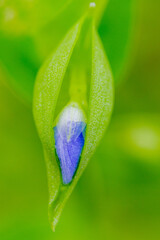 ツユクサの花が咲こうとしている