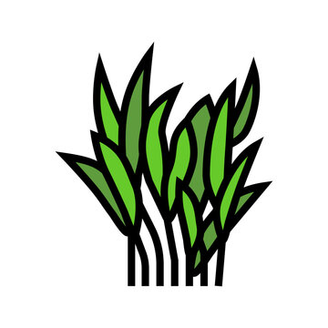 java fern color icon vector. java fern sign. isolated symbol illustration