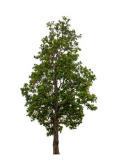 Fototapeta premium Tree that are isolated on a white background are suitable for both printing and web pages