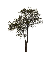 Tree that are isolated on a white background are suitable for both printing and web pages