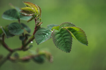 Raindrops on a plant