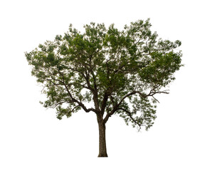 Obraz premium Tree that are isolated on a white background are suitable for both printing and web pages
