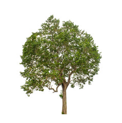 Fototapeta premium Tree that are isolated on a white background are suitable for both printing and web pages