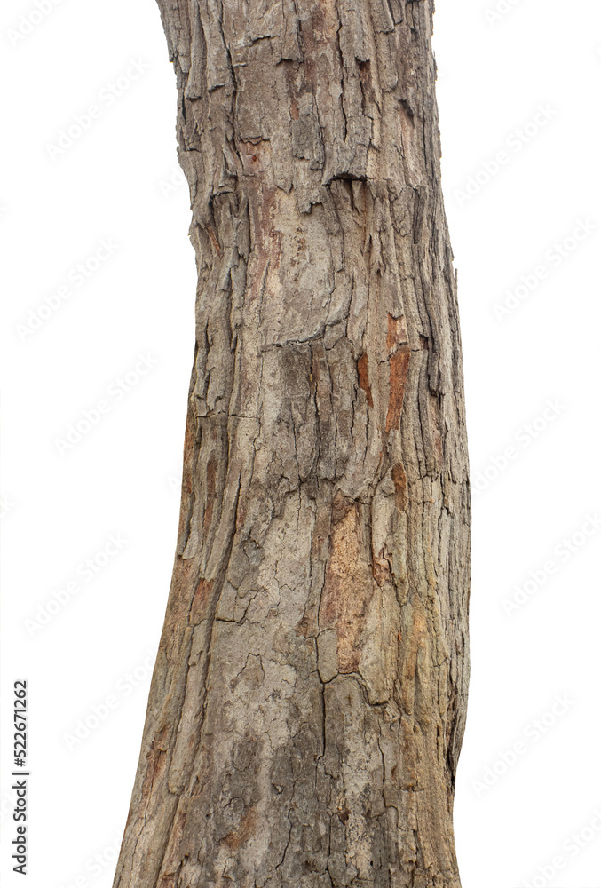 Poster trunk of a tree isolated on white background
