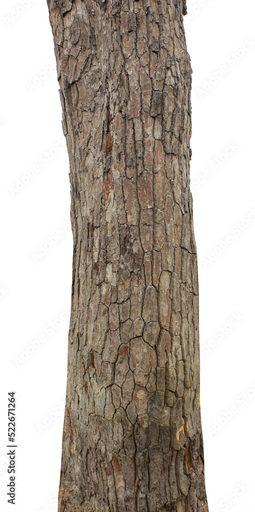 Poster Trunk of a Tree Isolated On White Background