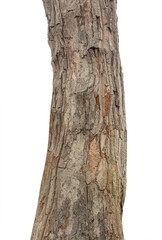 Fototapeta premium Trunk of a Tree Isolated On White Background