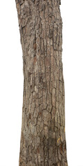 Fototapeta premium Trunk of a Tree Isolated On White Background