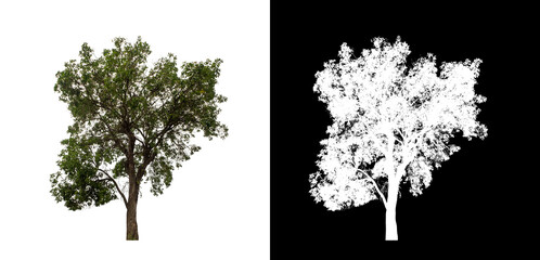 Tree on transparent picture background with clipping path, single tree with clipping path and alpha channel on black background