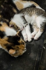 Sleeping cat and kitten
