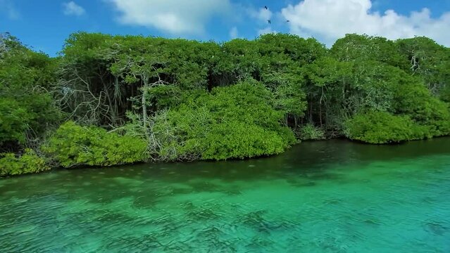 POV sailing through turquoise waters watch GREEN tropical Mangrove FOREST WITH BIRDS FLYING