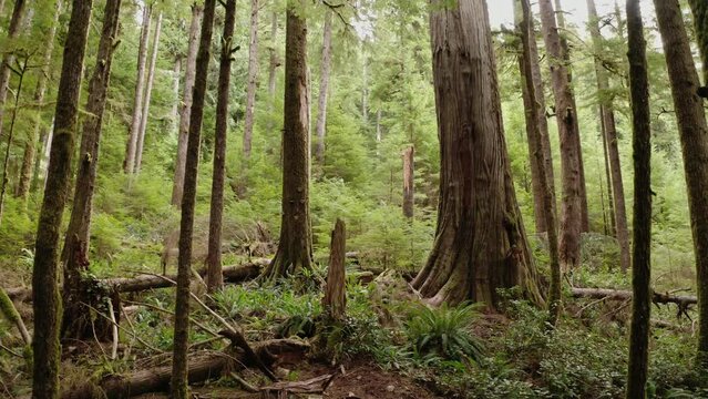 Low flying drone push toward giant western red cedar in an old-growth forest near Port Renfrew, British Columbia.