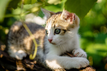 Kitten on a grape branch