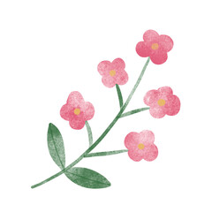 flower watercolor 