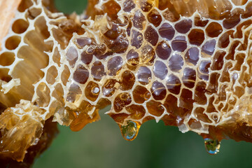 Honey dripping from honey comb on nature background, close up