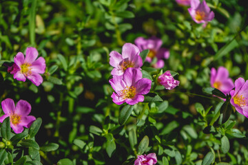 Fototapeta na wymiar Purple flower of Purslane plant in the morning. Natural background