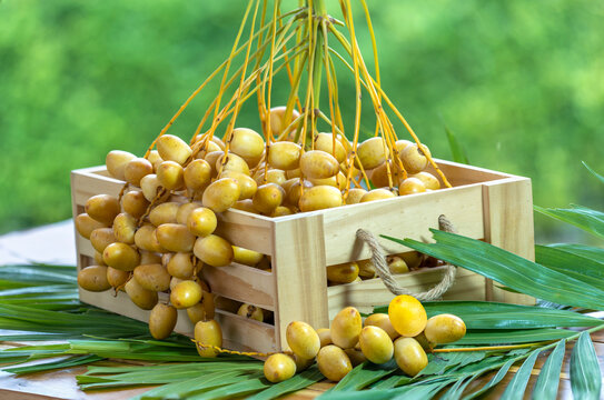 Yellow date palm in the basket with leaves on blur background, Fresh yellow date palm fruit over blurred greenery background.