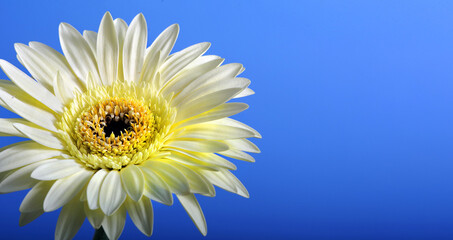 white gerbera flower on blue. close up. copy space