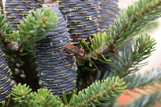 Wtyk amerykański (Leptoglossus occidentalis) gatunek inwazyjny ,przybysz z ameryki na jodle koreańskiej