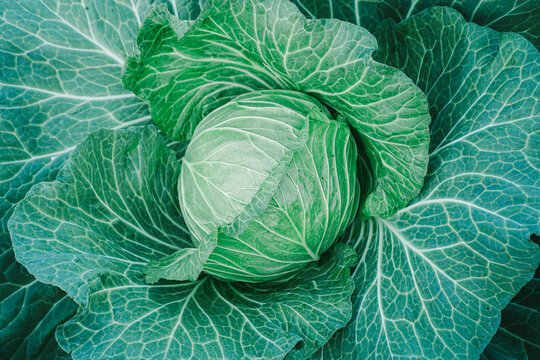 Close up of Green cabbage head in the garden with vintage filter