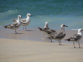 group of seagulls on the beach