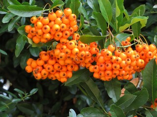 orange berries of a Pyracantha