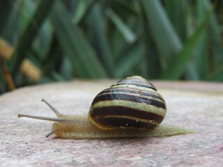 closeup of a snail on a rock