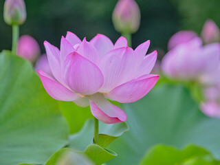 Obraz premium 風景素材 夏に咲く美しい蓮の花