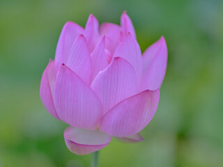 風景素材　夏に咲く美しい蓮の花