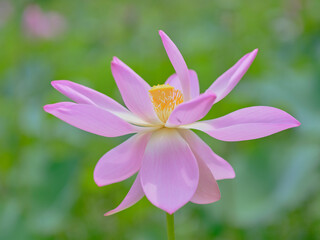 風景素材　夏に咲く美しい蓮の花