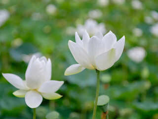 風景素材　夏に咲く美しい蓮の花