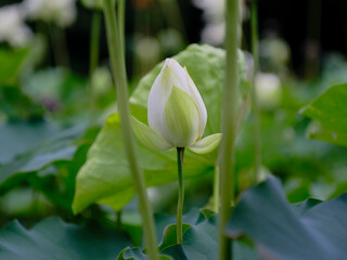 Obraz premium 風景素材 夏に咲く美しい蓮の花