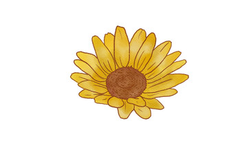 Sunflower Watercolor