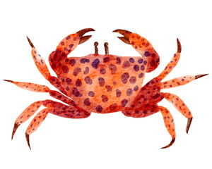 Crab watercolor with transparent background