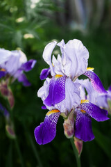 Close-up of purple iris flowers. Lots of irises. Large cultivated flowers of bearded iris Iris germanica. Pink purple iris flowers grow in the garden