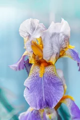 Türaufkleber Close-up of purple iris flowers. Lots of irises. Large cultivated flowers of bearded iris Iris germanica. Pink purple iris flowers grow in the garden © oksanamedvedeva