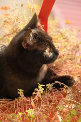 Portrait of a young and cute black cat pet